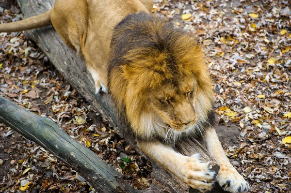 Leone selvatico africano — Foto Stock