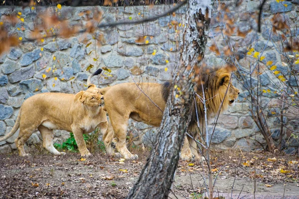 Afrikanische Wilde Löwen — Stockfoto