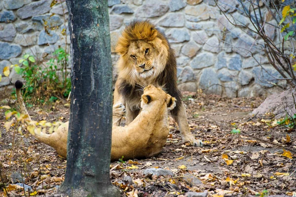 Afrikanske vilde løver - Stock-foto
