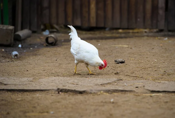 Kip op de boerderij — Stockfoto