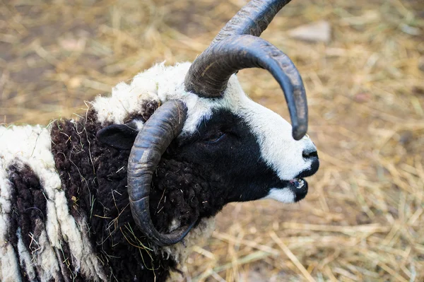 Quatre moutons à cornes — Photo