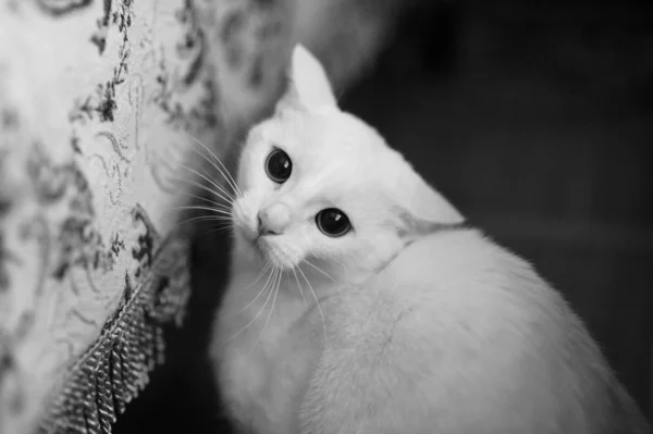 面白いの若い猫 — ストック写真