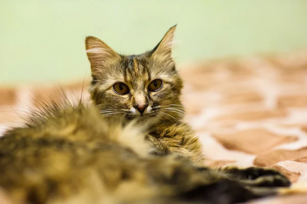 Gato joven divertido — Foto de Stock