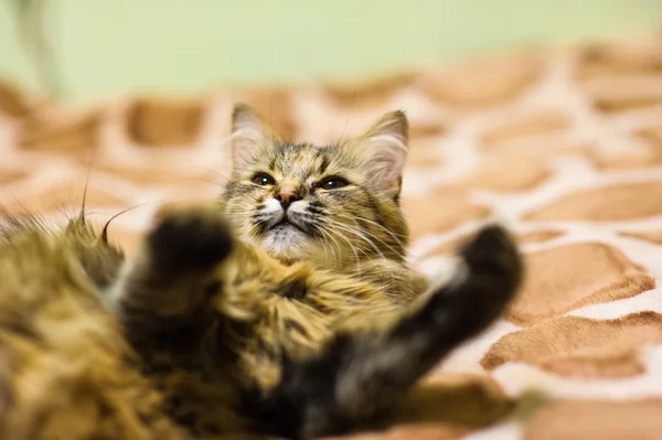 Grappige jonge kat — Stockfoto