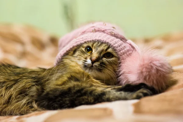 Komik genç kedi — Stok fotoğraf