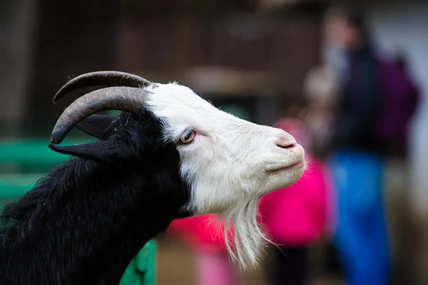 Bella giovane capra — Foto Stock