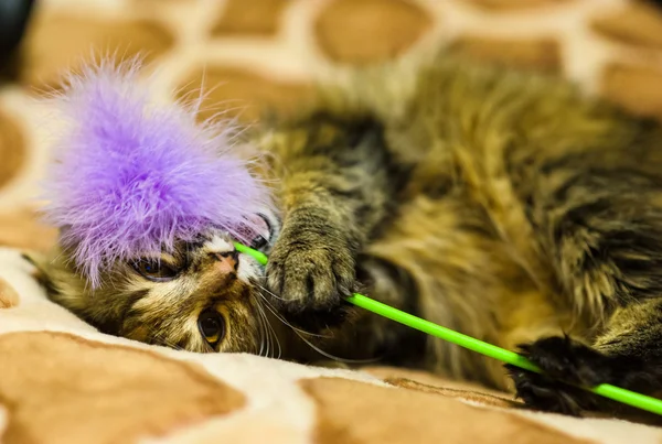 Gato brincalhão engraçado — Fotografia de Stock