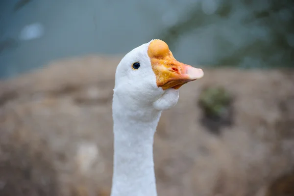 Krásný husí pták — Stock fotografie