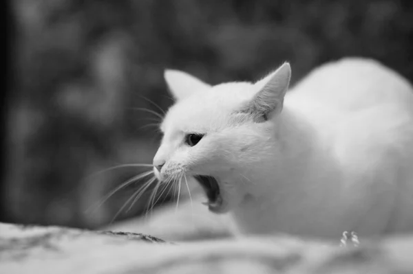 Funny kočka面白い猫 — Stock fotografie