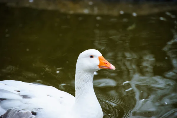 Gyönyörű liba madár — Stock Fotó