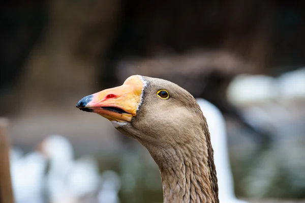 Krásný husí pták — Stock fotografie