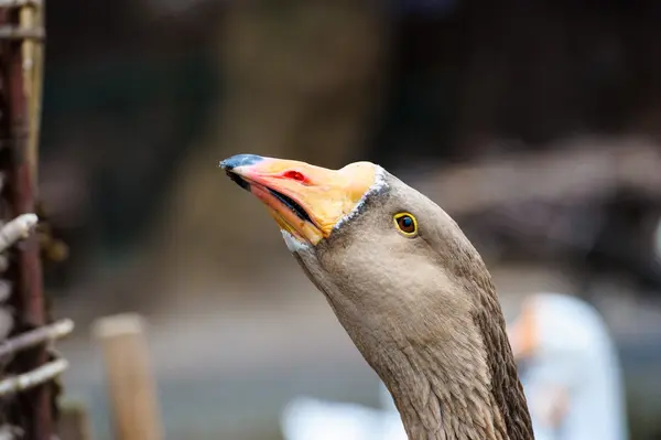 Beautiful goose bird — Stock Photo, Image