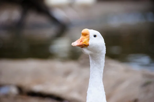 Beautiful goose bird — Stock Photo, Image
