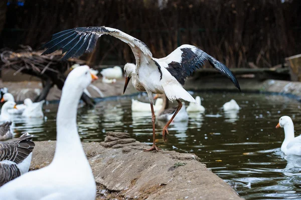 Schöner Reiher — Stockfoto