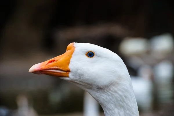 Gyönyörű liba madár — Stock Fotó