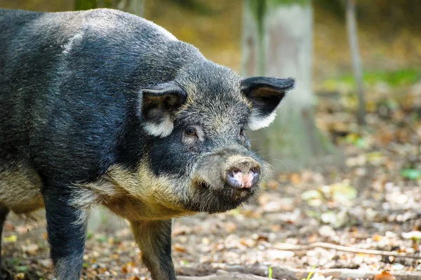 Wildschweine im Wald — Stockfoto