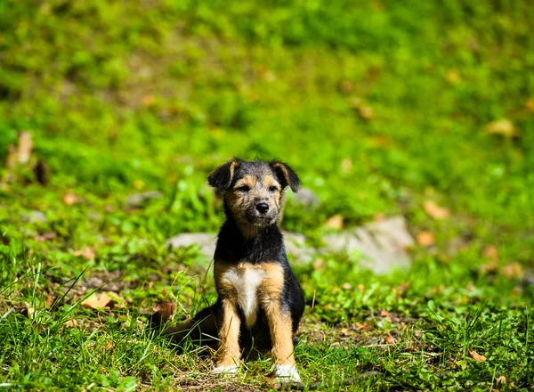 Schattige jonge puppy — Stockfoto