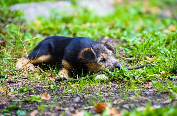 Sevimli genç köpek yavrusu