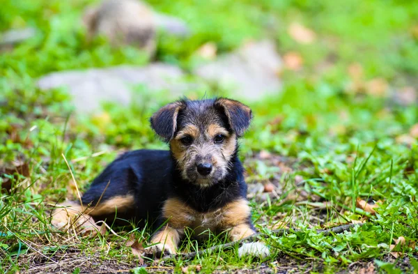 Carino giovane cucciolo — Foto Stock