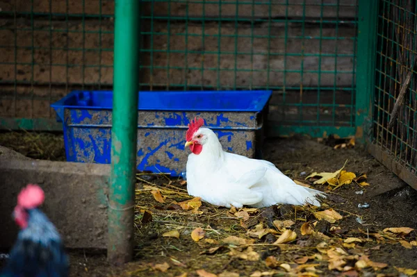 Chicken — Stock Photo, Image