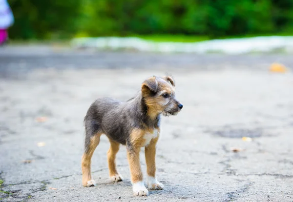 Speelse puppy — Stockfoto