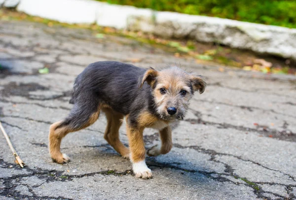 Giocoso cucciolo — Foto Stock