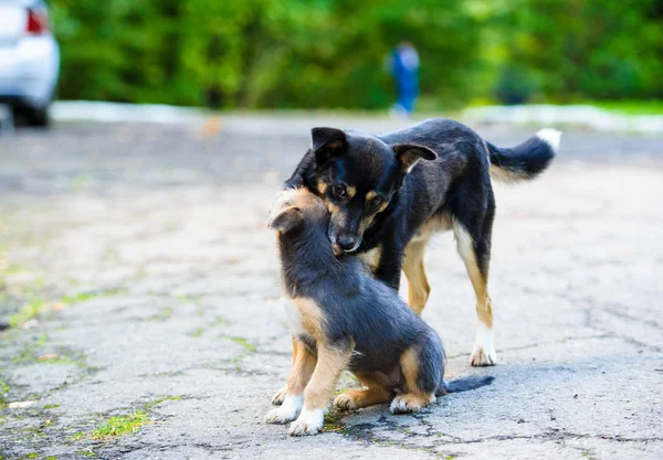 Playful puppy — Stock Photo, Image