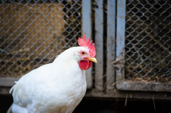 Chicken — Stock Photo, Image