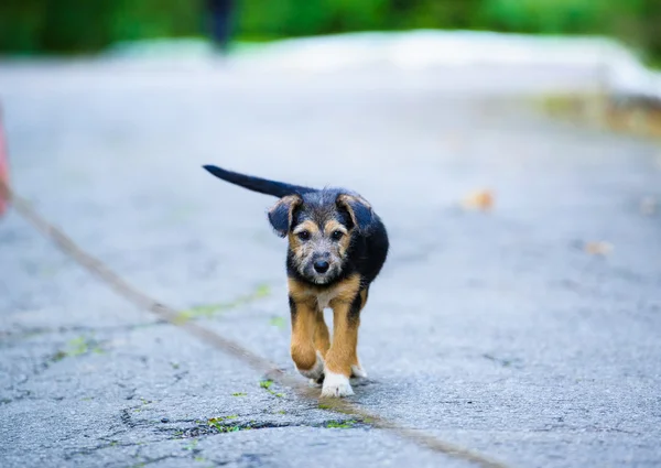 遊び心のある子犬 — ストック写真