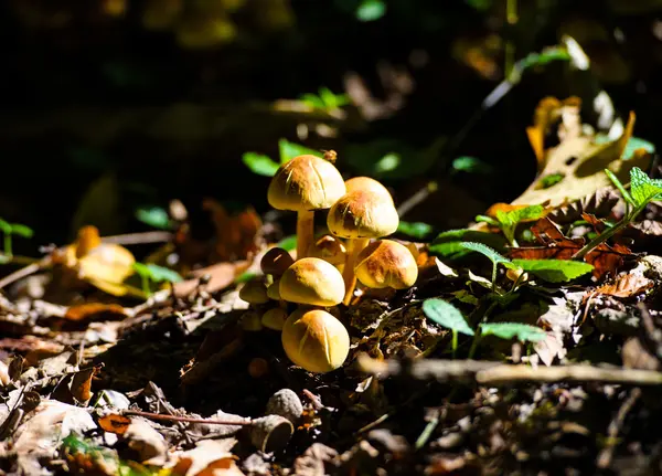 Paddenstoelen in het bos — Stockfoto