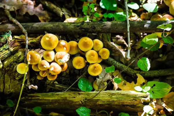 Champignons dans la forêt — Photo