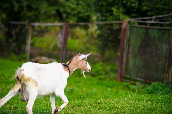 Beautiful young Goat — Stock Photo, Image