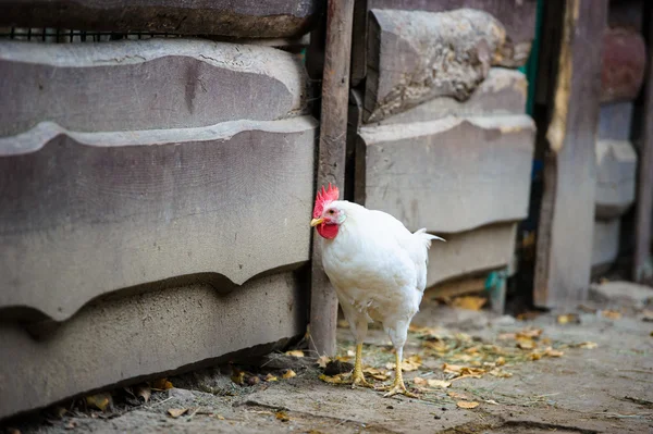 Tavuk — Stok fotoğraf