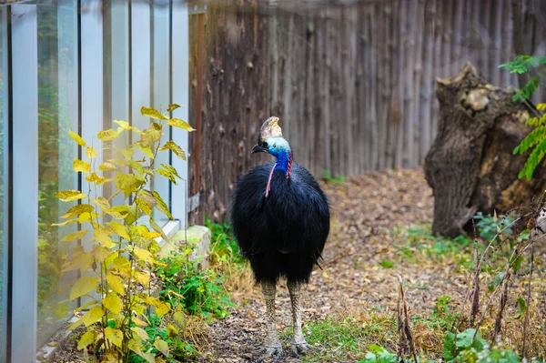 Cassowary — Stock Photo, Image