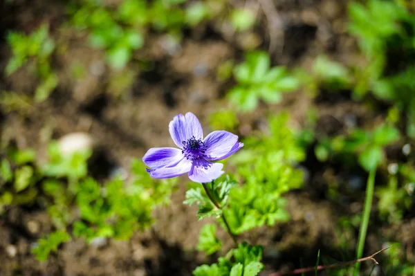 Flor en el jardín —  Fotos de Stock
