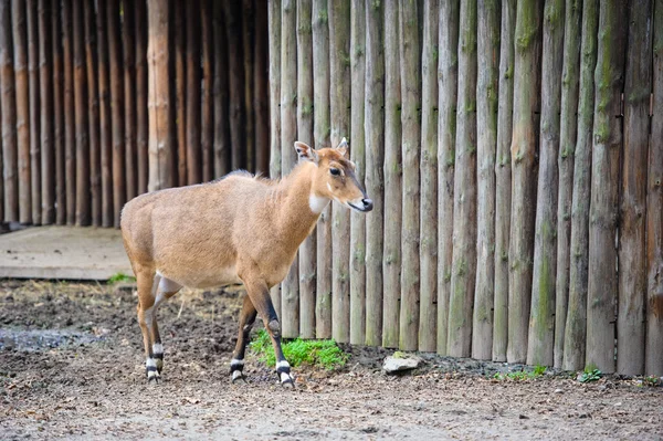 年轻的 nilgai 羚羊 — 图库照片