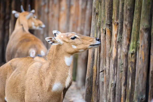 Antílope nilgai joven — Foto de Stock