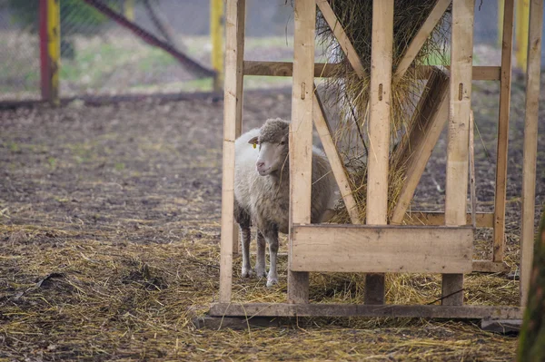 Piękne młode owce — Zdjęcie stockowe