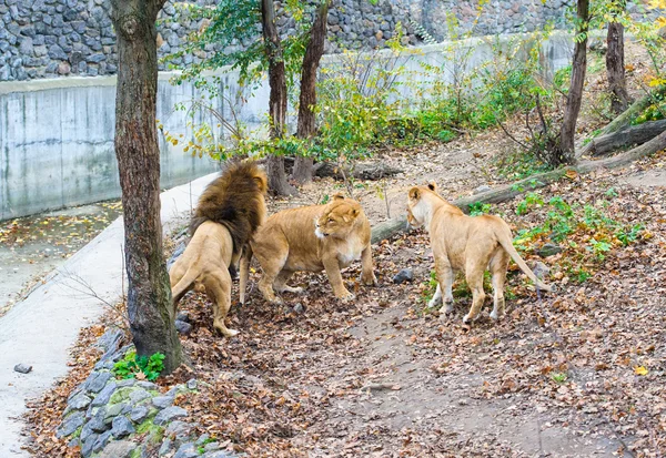 Walking lion — Stock Photo, Image