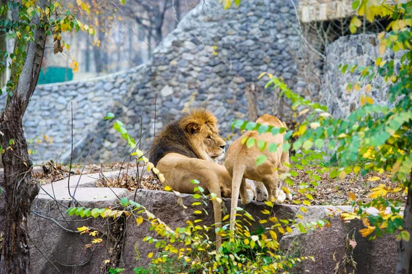 Walking lion — Stock Photo, Image