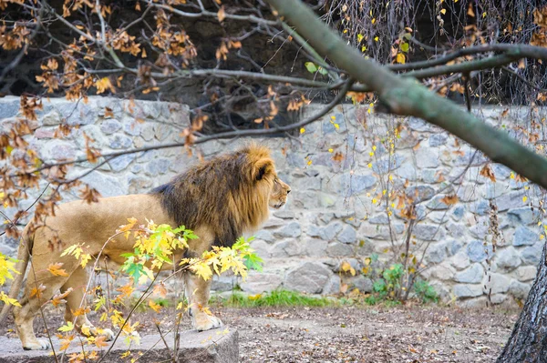 行走的狮子 — 图库照片