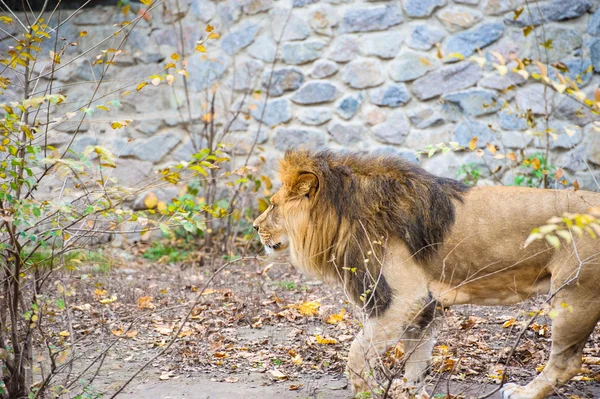 Walking lion — Stock Photo, Image