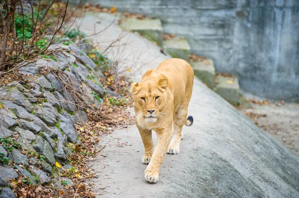 Walking lion — Stock Photo, Image