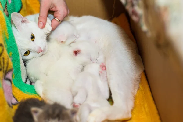 Gato com gatinhos — Fotografia de Stock