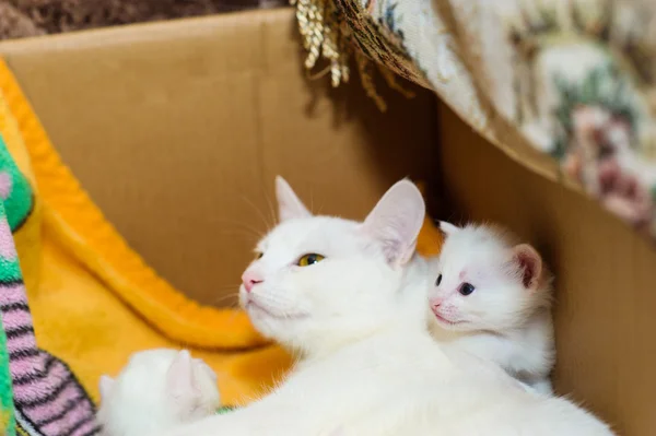 Gato com gatinhos — Fotografia de Stock