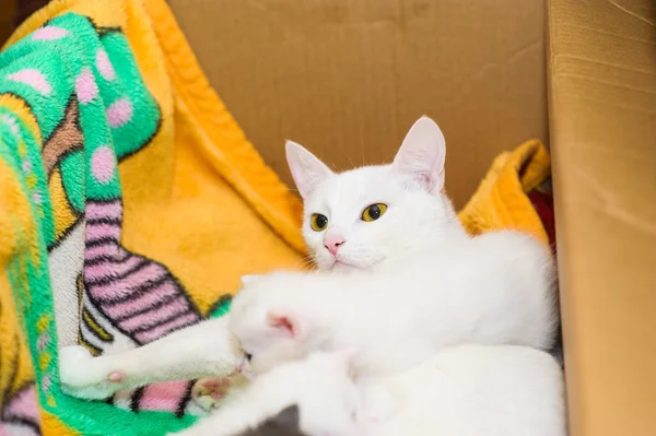 Katze mit Kätzchen — Stockfoto