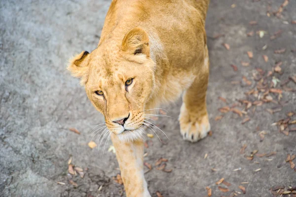 León andador — Foto de Stock