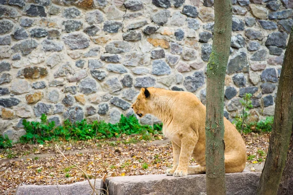 Leone che cammina — Foto Stock