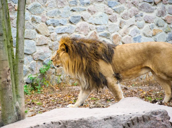 Walking lion — Stock Photo, Image