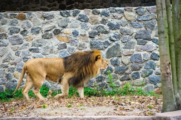 Leone che cammina — Foto Stock